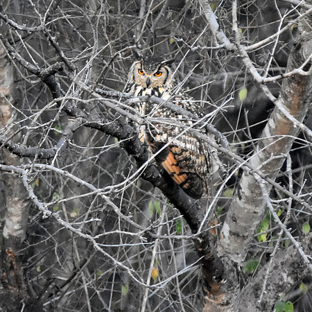 Indian eagle owl