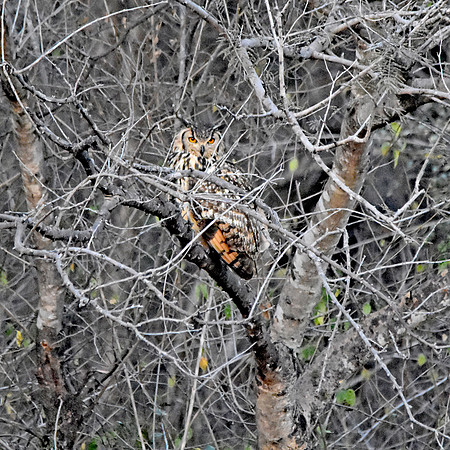 Indian eagle owl