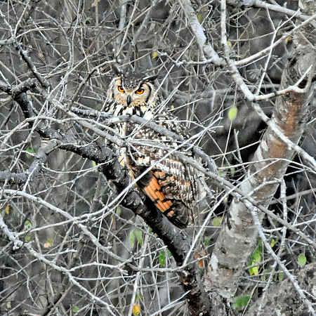 Indian eagle owl
