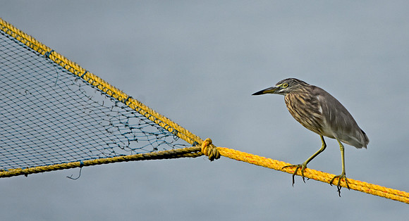 Indian Pond heron / Paddybird
