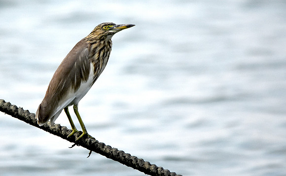 Indian Pond heron / Paddybird