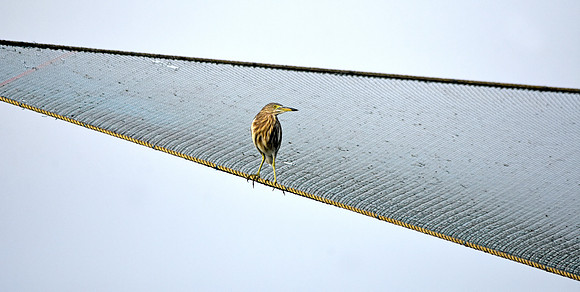 Indian Pond heron / Paddybird
