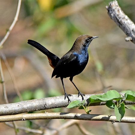 Indian robin
