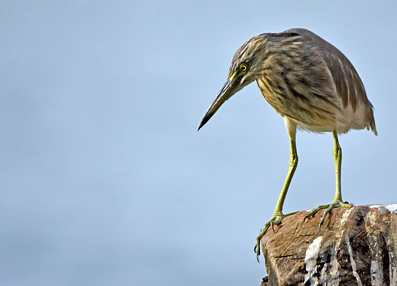 Indian Pond heron / Paddybird