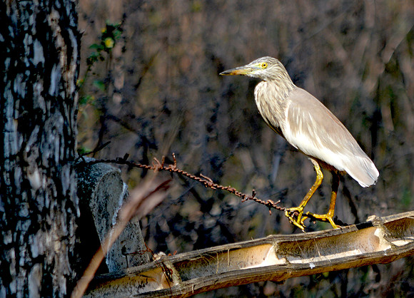 Indian Pond heron / Paddybird