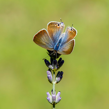 Long tailed blue, female
