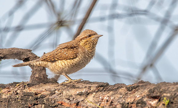 Wryneck