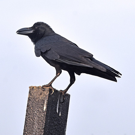 Jungle crow