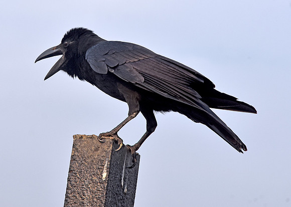 Jungle crow