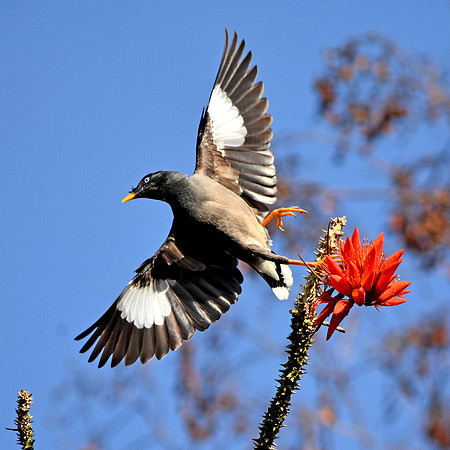 Jungle myna