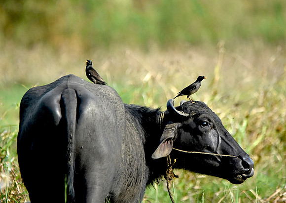 Jungle myna
