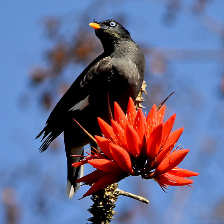 Jungle myna