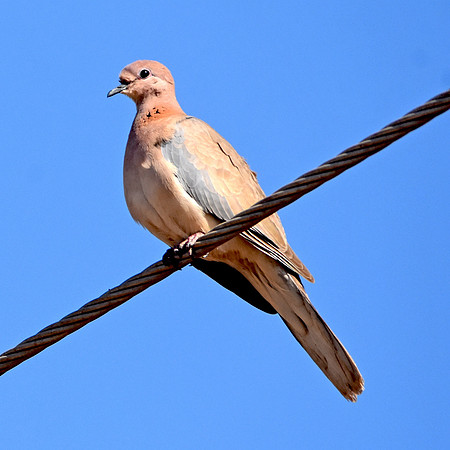 Laughing dove / Little brown dove