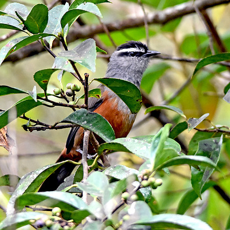Palani Laughingthrush