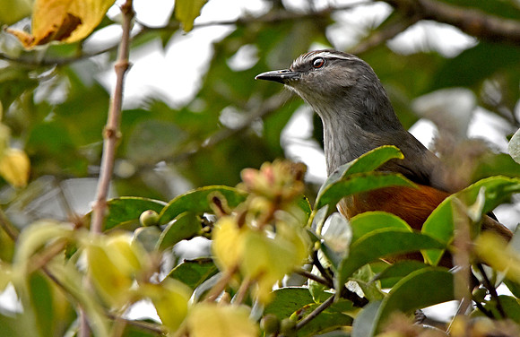 Palani Laughingthrush