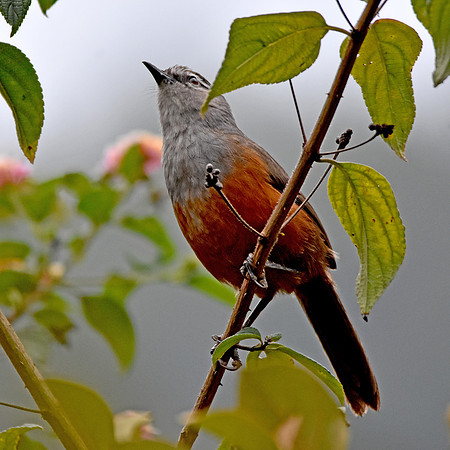 Palani Laughingthrush