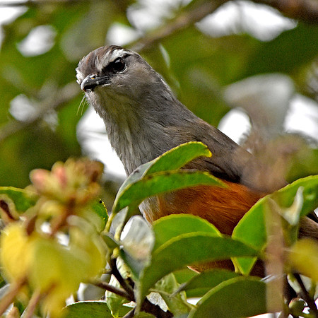 Palani Laughingthrush