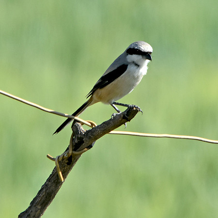 Long tailed shrike