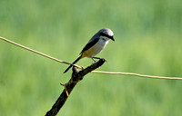 Long tailed shrike