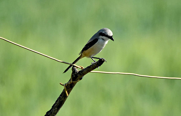 Long tailed shrike