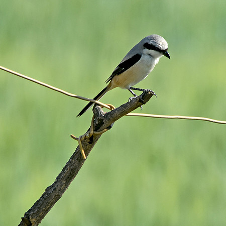 Long tailed shrike