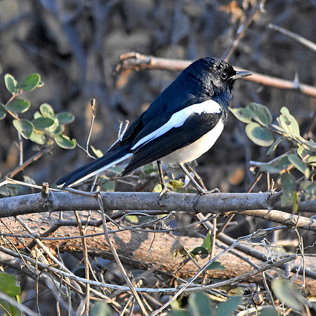 Oriental magpie robin