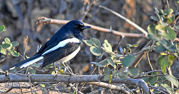 Oriental magpie robin