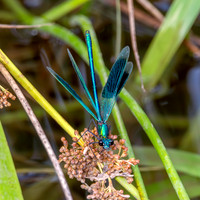 Banded demoiselle