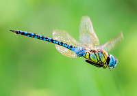 Blue eyed hawker / southern hawker