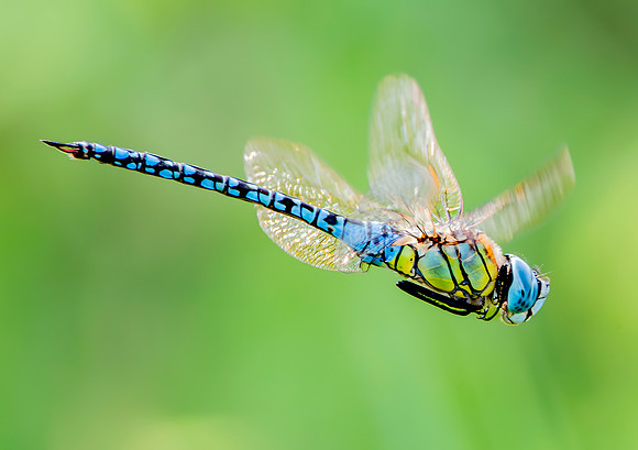 Blue eyed hawker / southern hawker