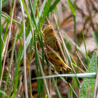 Broad green winged grasshopper