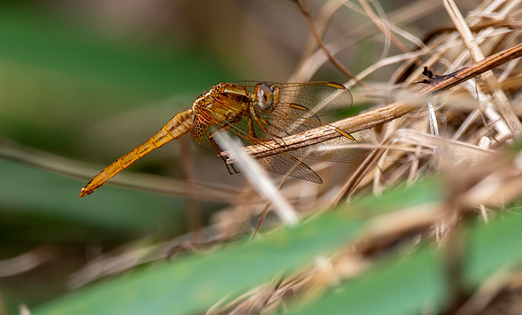 Broad scarlet / Scarlet darter