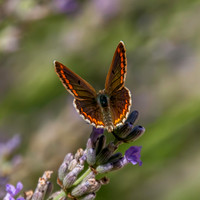 Brown Argus