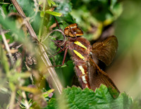 Brown hawker, female
