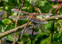 Brown hawker male