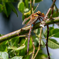 Brown hawker male