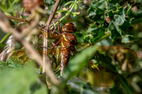 Brown hawker, female