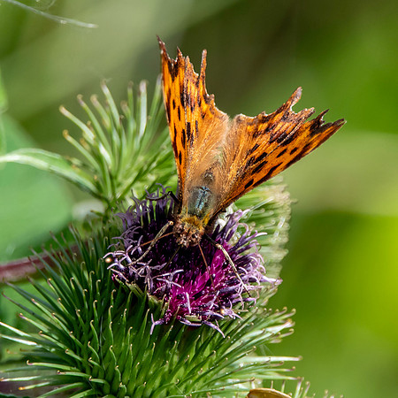 Comma