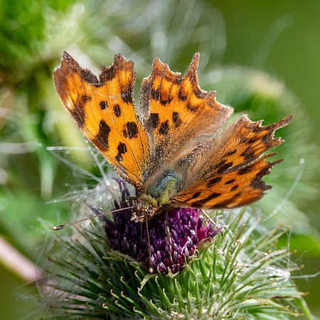 Comma