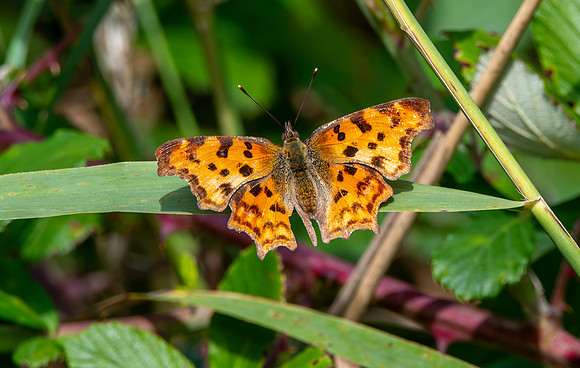Comma