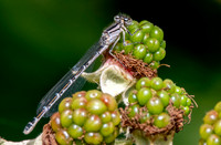 Common bluet, immature