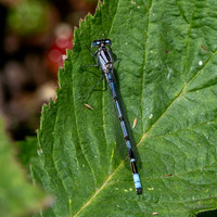 Common bluet