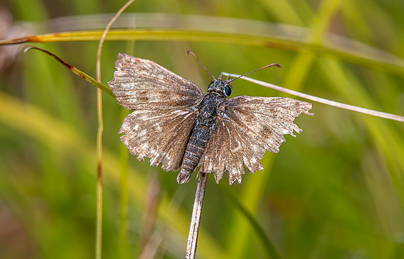 Dingy skipper
