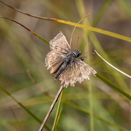 Dingy skipper