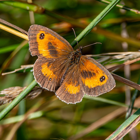 Gatekeeper