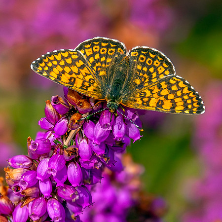 Glanville fritillary