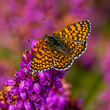 Glanville fritillary