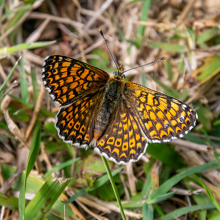 Glanville fritillary