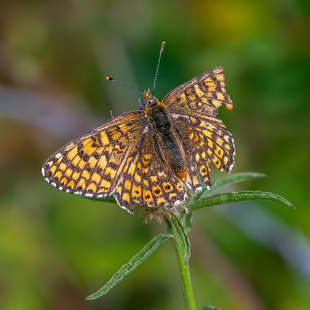 Glanville fritillary