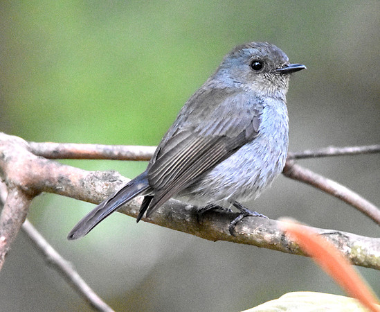 Nilgiri flycatcher, female
